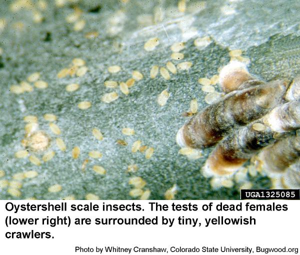 Oystershell scale crawlers
